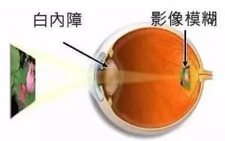 02a437790eada1b8c6b108479dc87f3.png