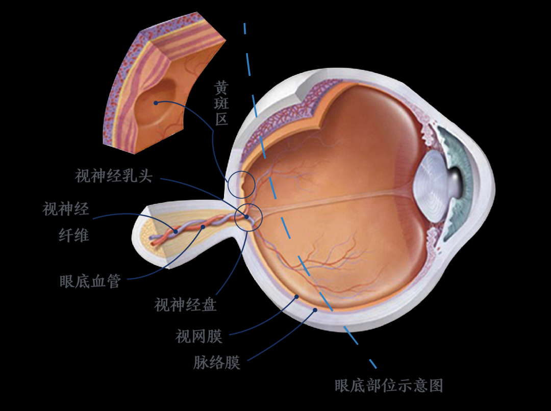 5f6172297243d7ebcae84d76108fafd.png