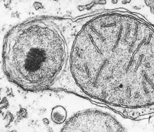 1764826033508157.png 640 (5).png