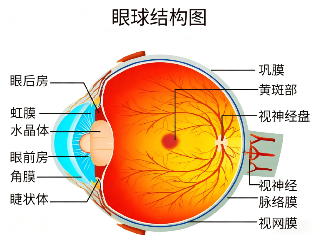 新发现：近视加深不止是“用眼太多”？眼球“缺氧”可能是关键推手
