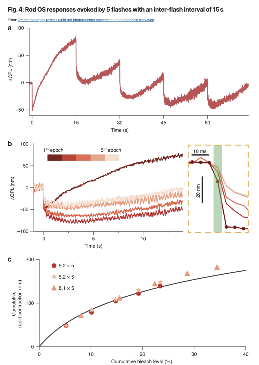 新型视网膜成像技术实现活体视杆细胞功能直接测量