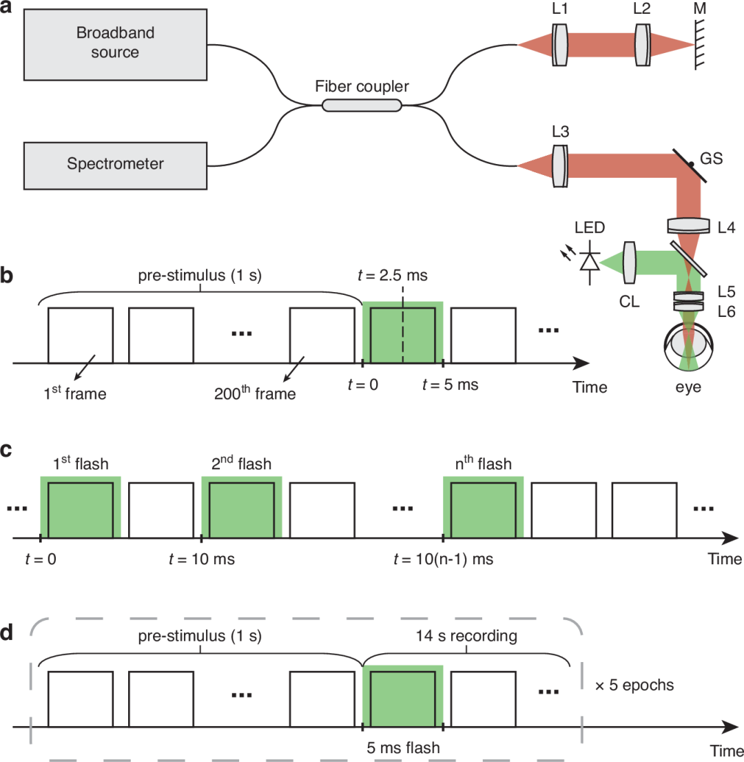 新型视网膜成像技术实现活体视杆细胞功能直接测量