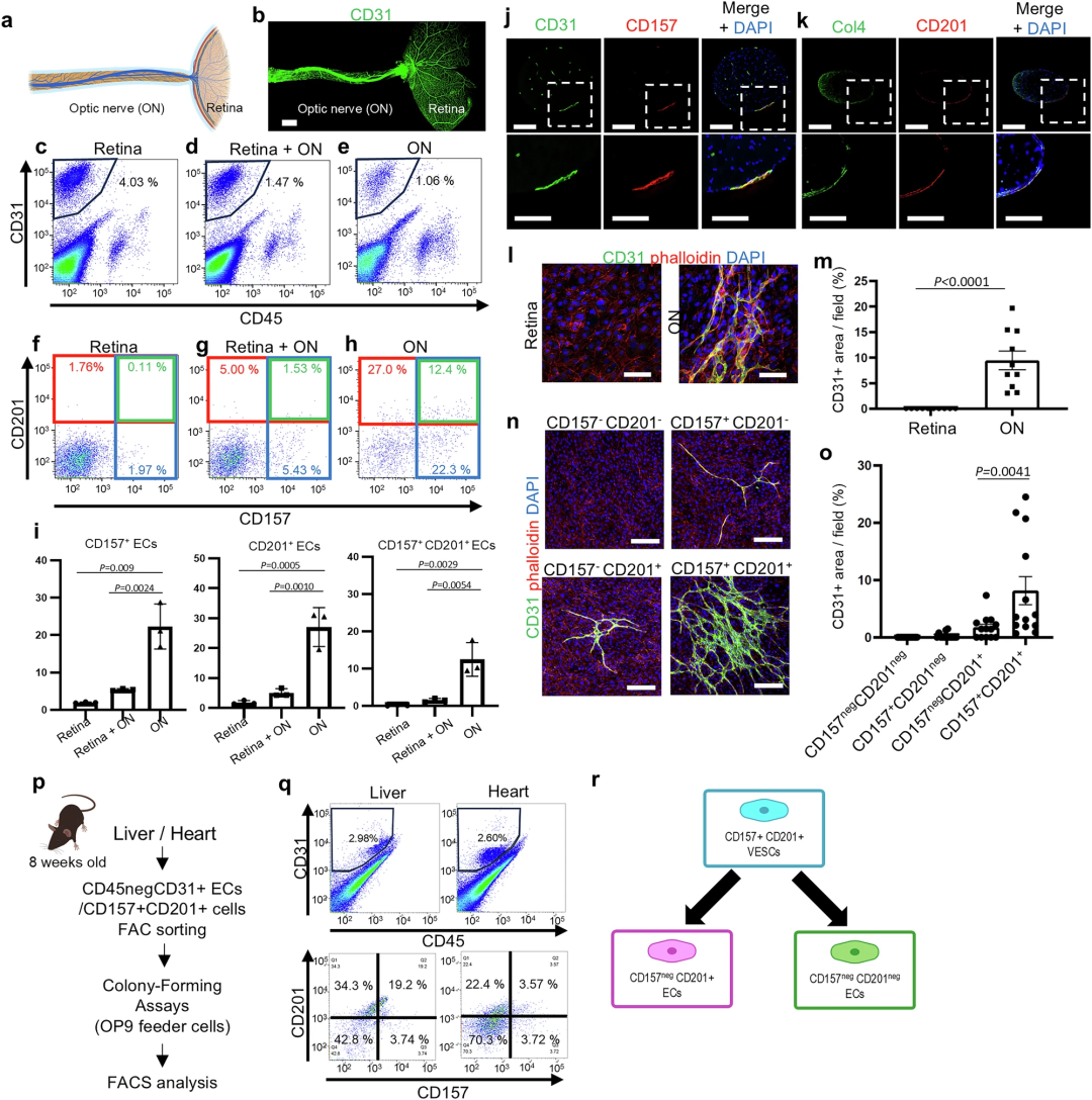 视神经血管中富含内皮干细胞/祖细胞标志物阳性细胞