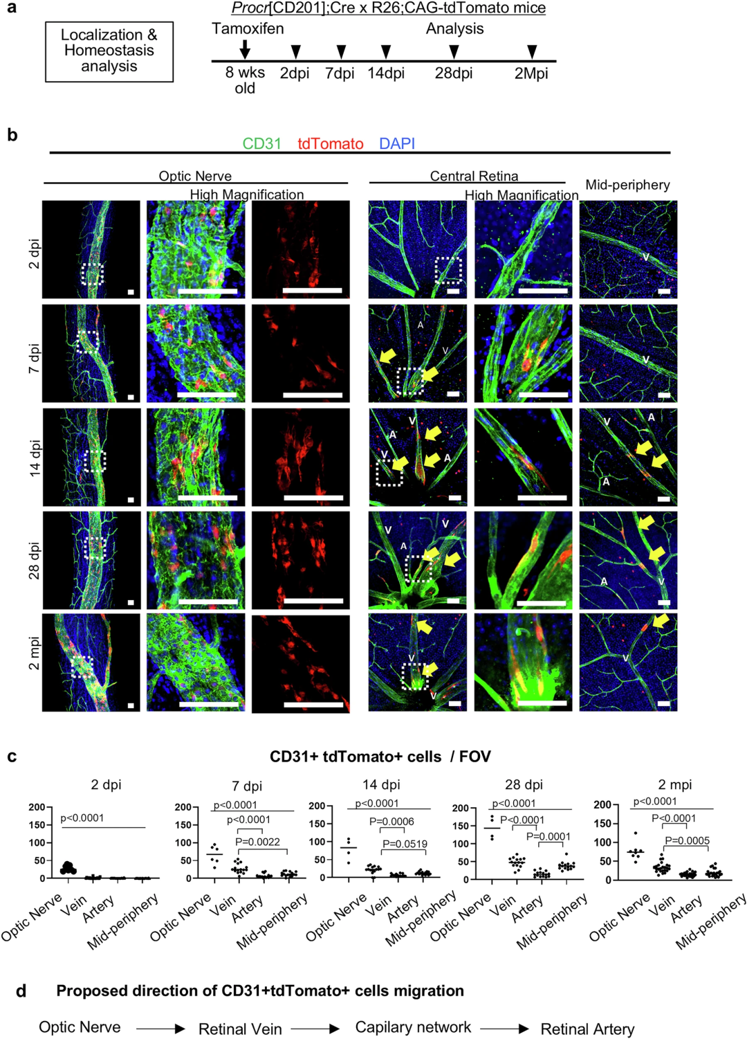 正常状态下，位于视神经内视网膜中央静脉的内皮祖细胞缓慢为视网膜供给内皮细胞
